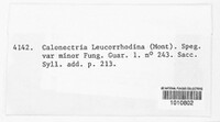 Calonectria leucorrhodina image